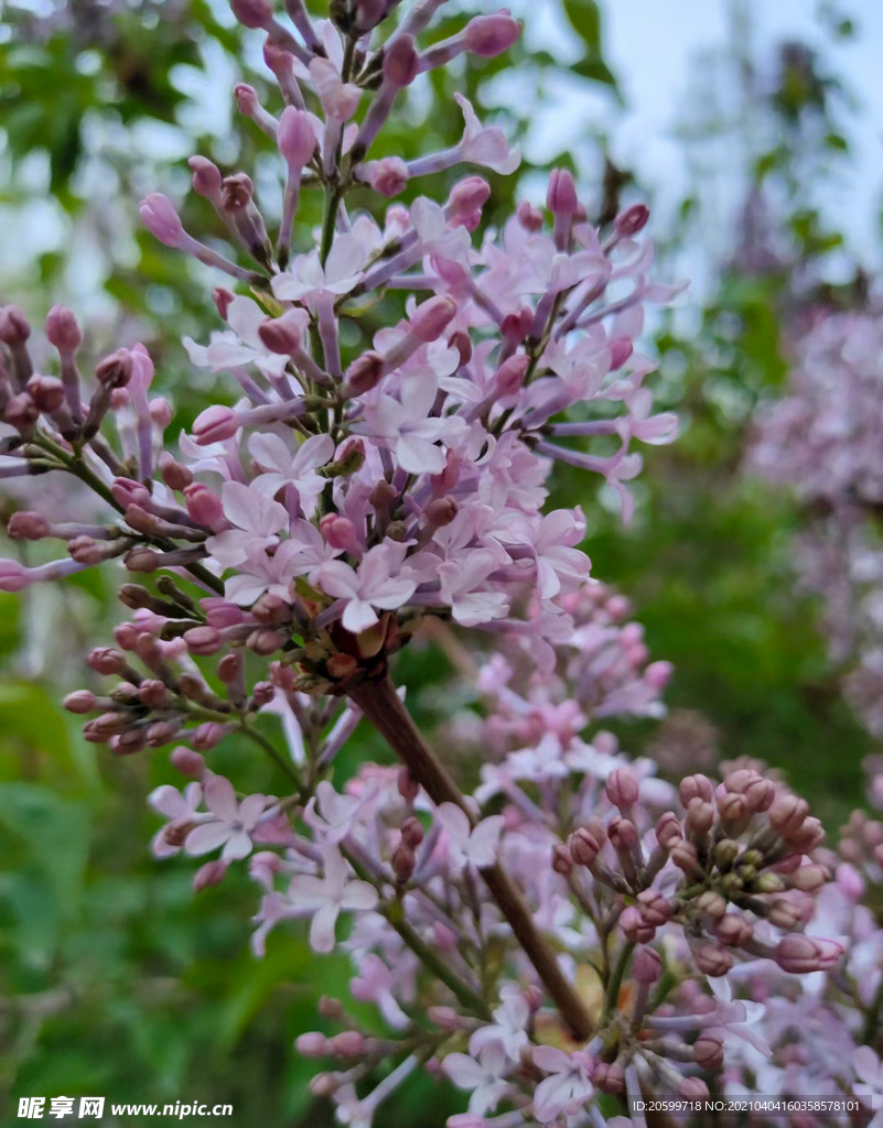 花