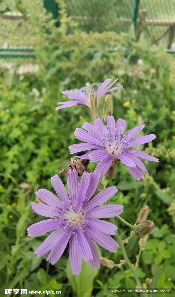 花