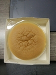 面包