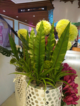 黄球花