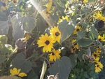 黄菊花