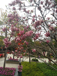 玉兰花