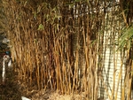 竹林