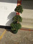 小树