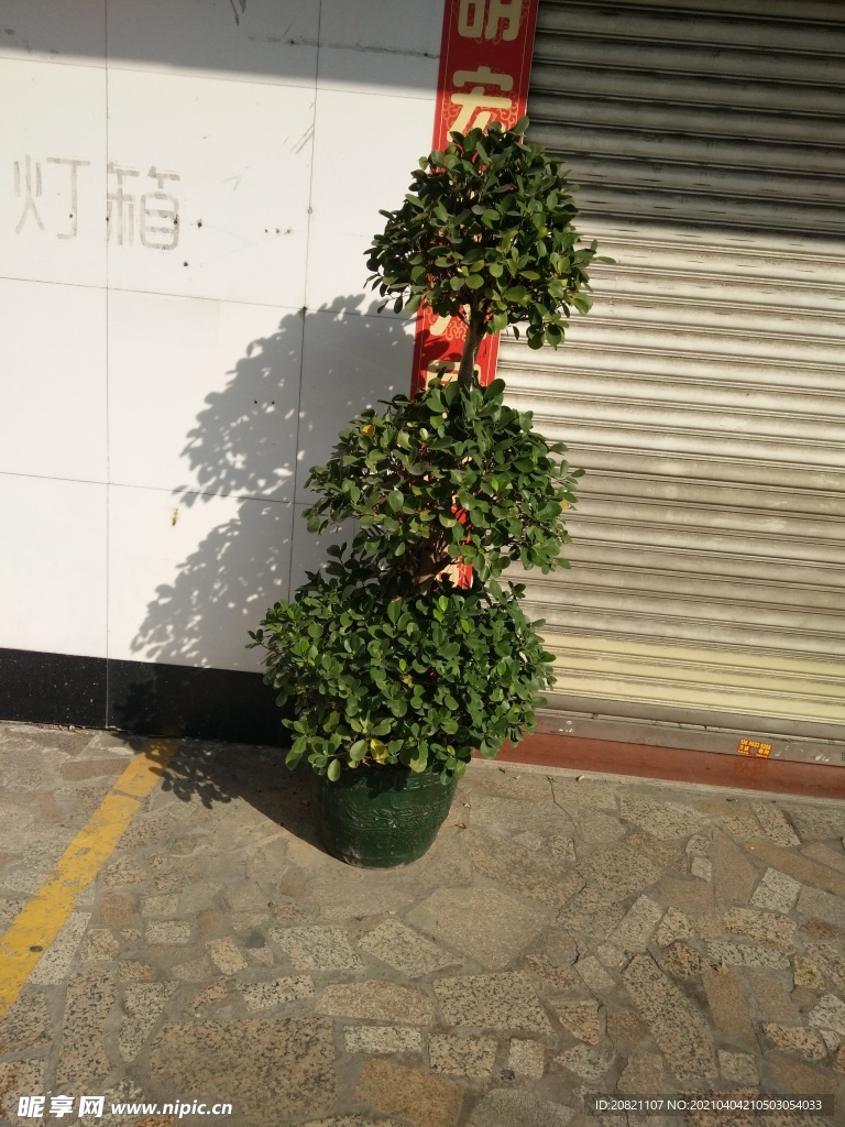 小树