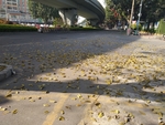 路面落叶