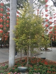 树