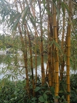 竹林