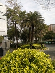 铁树