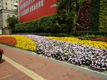 小黄花