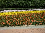 小红花