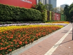 小红花