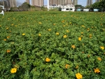 小黄花
