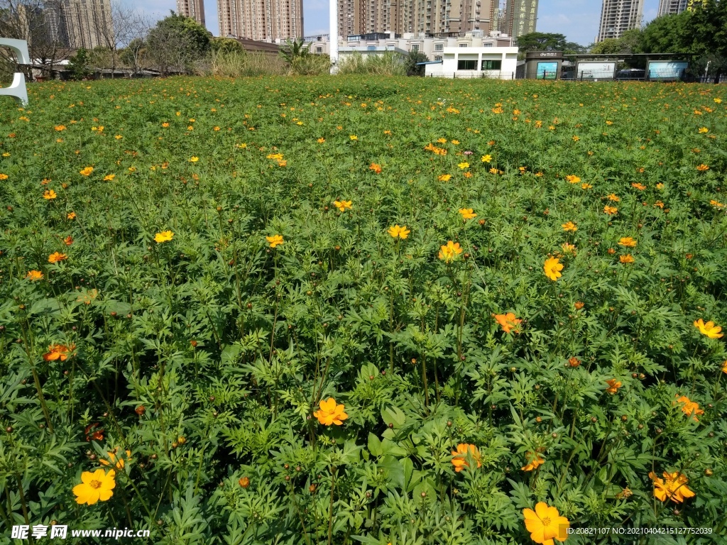 小黄花