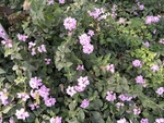 小红花