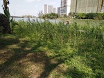 芦苇