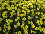 小黄花