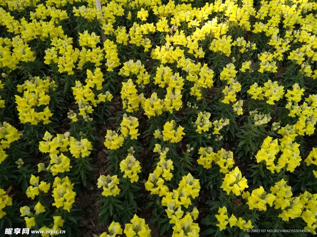 小黄花