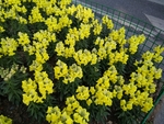 小黄花