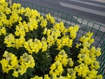 小黄花