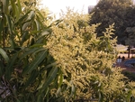 芒果花