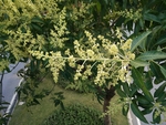 芒果花