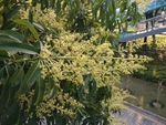芒果花
