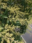芒果花