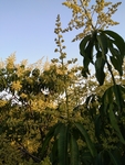 芒果花