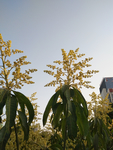 芒果花