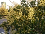 芒果花