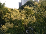 芒果花