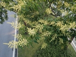 芒果花