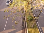 木棉花
