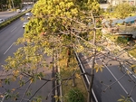 木棉花