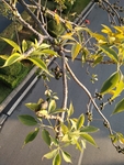 木棉花