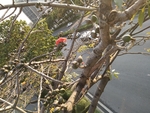 木棉花