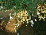 花卉