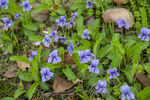 小花