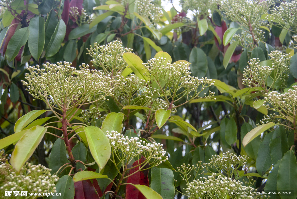 小花