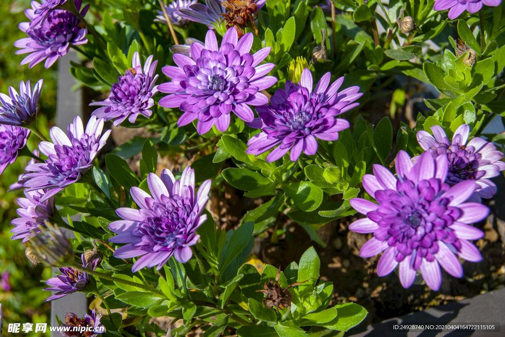 菊花