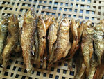小黄鱼