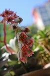 花剑