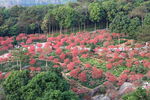 桃花林