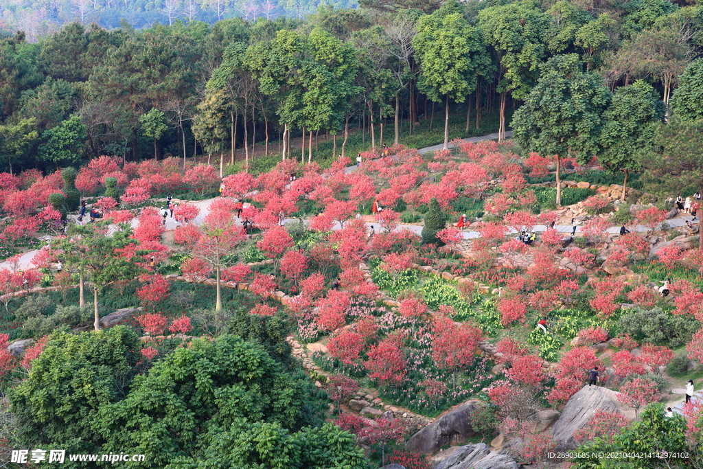 桃花林