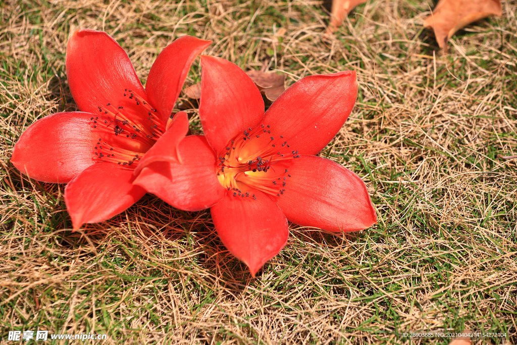 木棉花