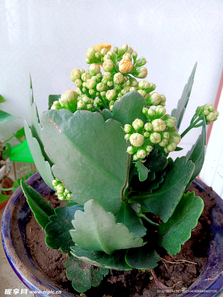 黄色绿色重瓣长寿花