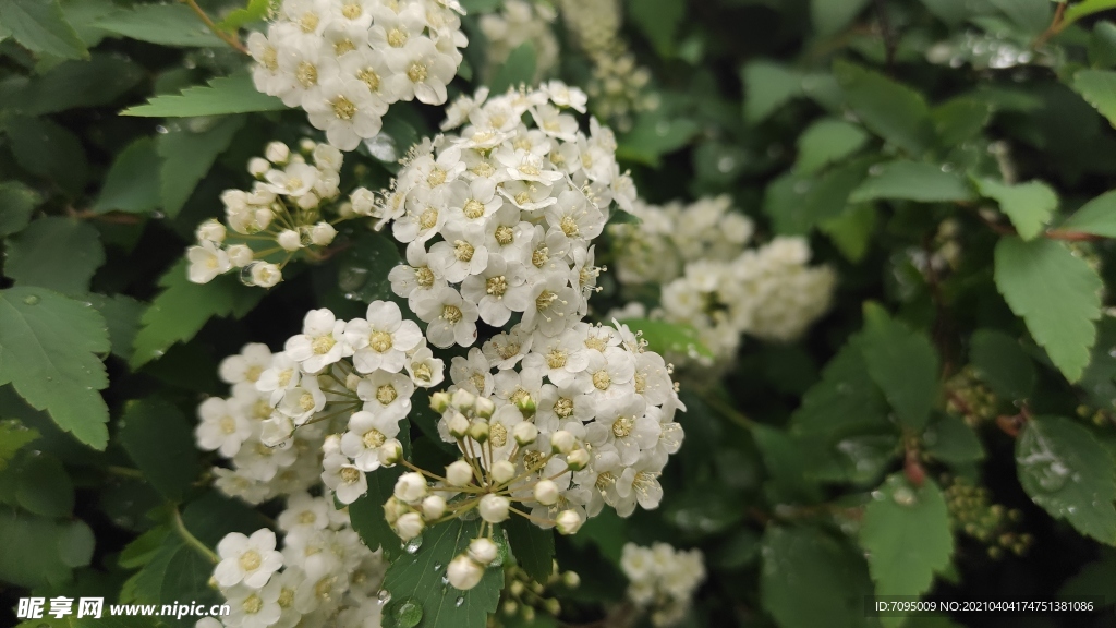 木香花