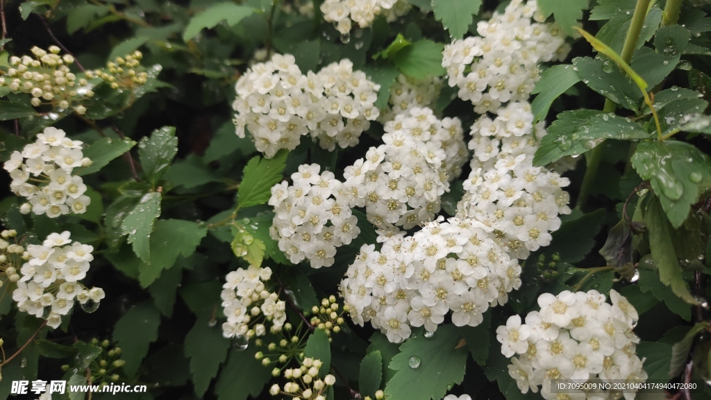 木香花