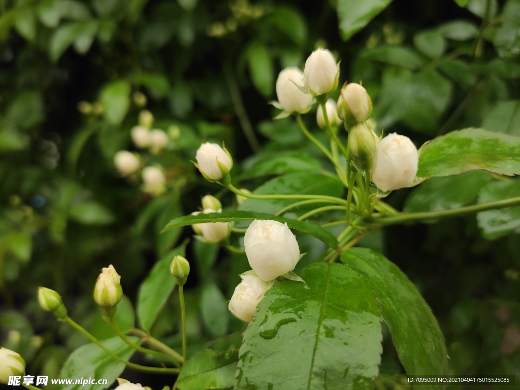 木香花